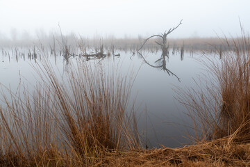 An einem nebligen Morgen im Moor.