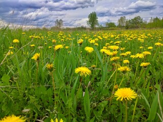 dandelions on a meadow