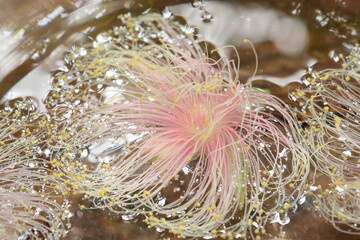 ピンクと白のグラデーションの細い糸のような植物が水に浮いている