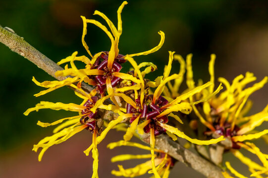Hamamelis x Intermedia 'Ripe Corn' (Witch Hazel) a winter spring flowering shrub plant which has a highly fragrant springtime yellow flower and leafless when in bloom stock photo image