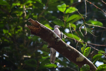 lizard on a tree
