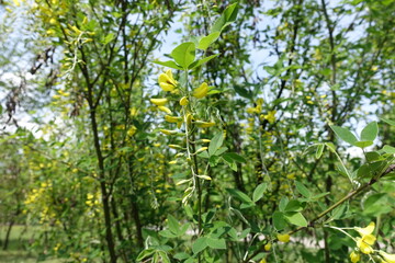Opening flowers and buds of Laburnum anagyroides in May