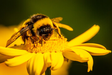 Bombus terrestris libando en margarita
