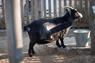 Black domestic goat drinks water from a bucket in a farmland on a sunny day