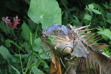 brown iguana eating plants with green plants behind costa rica