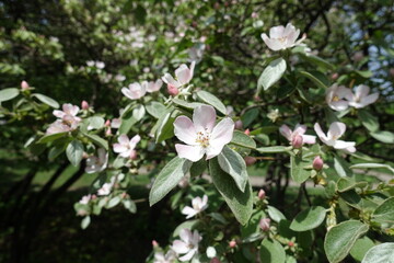 Opening pinkish white flower of quince in May