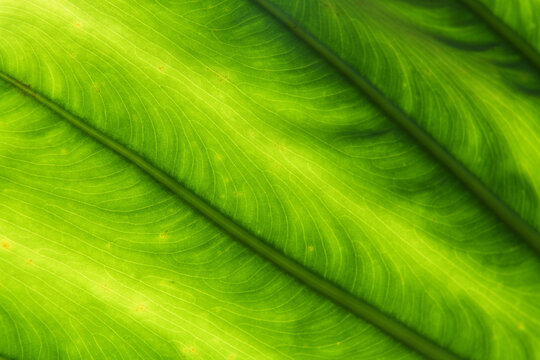 緑色の大きな葉のクローズアップ写真
葉脈の模様がキレイ
