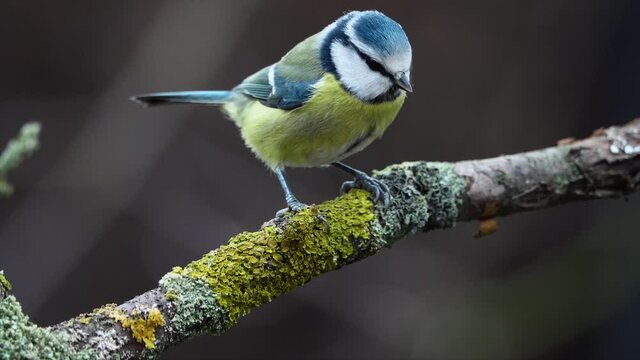 
Tit sitting on a branch. The tit flies away. Slow motion