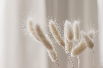 Close-up of beautiful creamy dry grass bouquet. Bunny tail, Lagurus ovatus plant against soft blurred beige curtain background. Selective focus. Floral home decoration. - obrazy, fototapety, plakaty