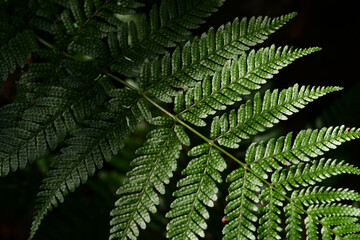 濃い緑の葉に特徴的な模様があるシダ植物