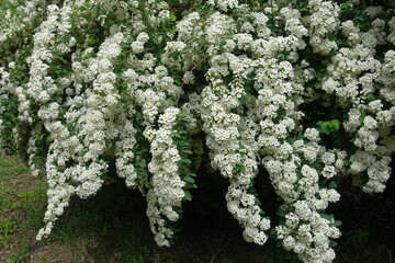 Subtle branches of germander meadowsweet covered with white flowers in mid May