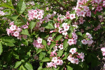 Numerous pink flowers of Weigela florida in mid May