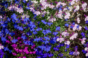 Obraz premium Edging Lobelia (Lobelia erinus) in garden