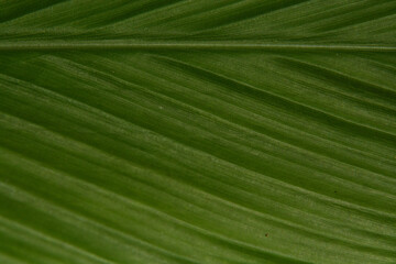 緑色の大きな葉のクローズアップ写真 葉脈の模様がキレイ
