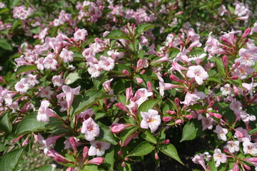 Plenty of pink flowers of Weigela florida in mid May