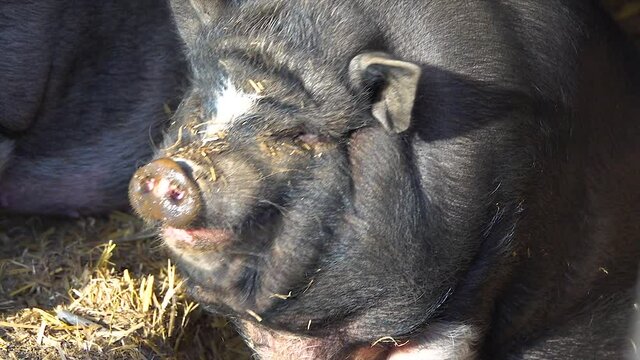 Detail of a pig while yawning. Slow motion