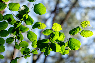 Hojas iluminadas por el sol © Alberto