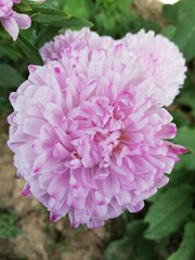 pink dahlia flower