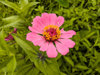 Obraz premium Wild dahlias