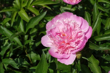 Lush foliage and bright pink flower of common peony in mid May