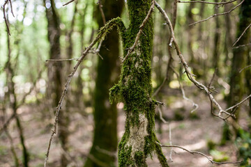 moss on the bark of trees