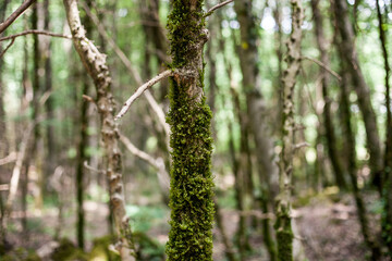 Fototapeta na wymiar moss on the bark of trees