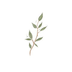 Branch of eucalyptus tree. Hand drawn illustration on white background 
