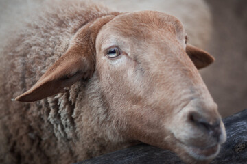 Portrait of a sheep in the yard on a farm. Close up.