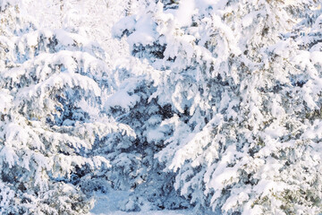 Snow-covered trees in the forest close-up.
Winter snowy forest view scene. Defocusing for the background.
Gorgeous white spruces on a frosty day. Happy New Year!