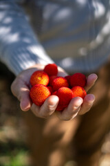 Arbutus on a mans hand, knwon as medronho in Portugal freshly picked up. Growing in mediterranean,...
