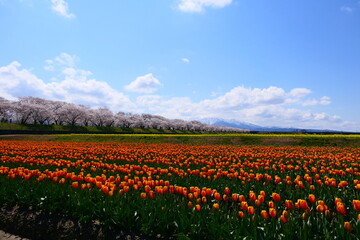 日本の春、舟川べり春の４重奏。朝日、富山、日本。４月中旬。