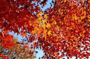 もみじ　紅葉　カラフル　風景