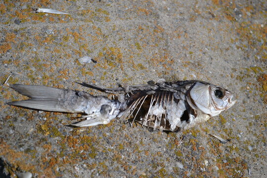 A dried, rotten skeleton of a fish on an asphalt road 