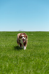 Mini Australian Shepard