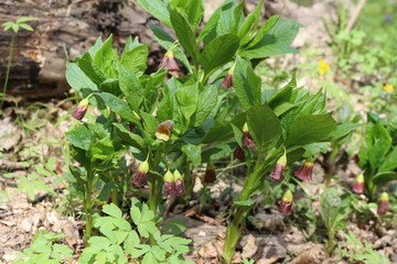 
Dark belladonna flowers bloom in the spring forest