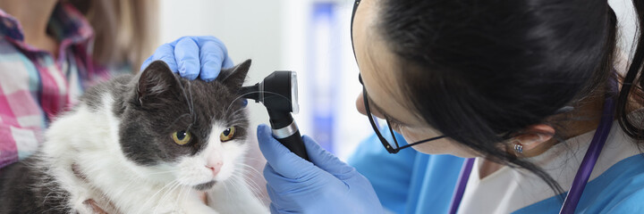 Veterinarian examines the cat's ear. Ear disease in pets concept