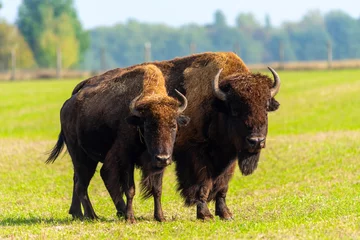 Fotobehang Bizon Big bison in nature..