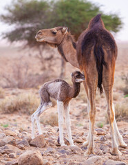A baby camel sucking from its mother in the middle of the desert.