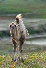 Young camel in nature..