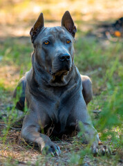 Thai Ridgeback on a yacht..