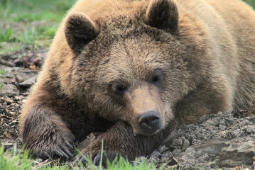 Obraz premium Brown bear head on arms sleeping