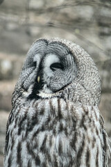 great grey owl sleeping face