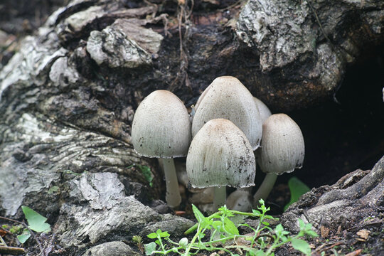 Common ink cap, Coprinopsis atramentaria, also known as common inky cap or tippler's bane, wild mushroom from Finland