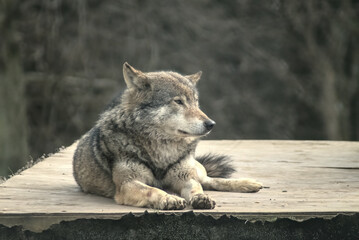 eurasian wolf sitting relaxed