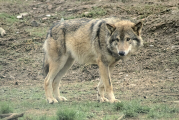 Eurasian wolf standing