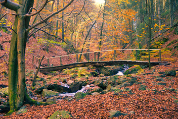 Forest of the Ardennes in Belgium, region High Fenns during autumn with river and wooden bridge during hiking.