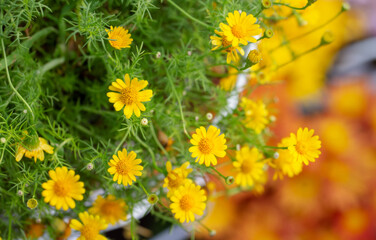 Yellow daysies flower in garden.