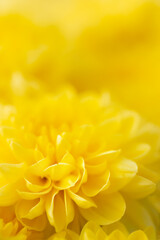 Blurry of blossom of yellow mums or chrysanthemum flowers.Macro . photography with very shallow depth of field composition.