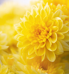 Soft focus of blossom of yellow mums or chrysanthemum flowers.Macro photography with very shallow depth of field composition,square format.