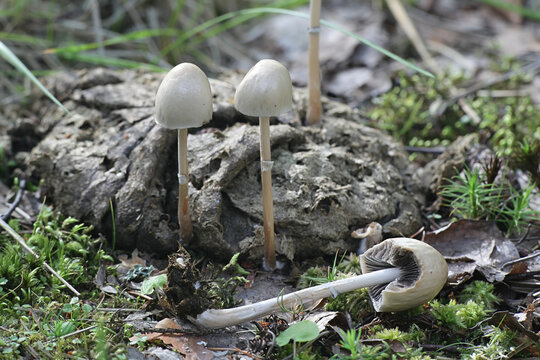 Shiny mottlegill, Panaeolus semiovatus, also known as Anellaria separata, wild mushroom growing on cow dung in Finland